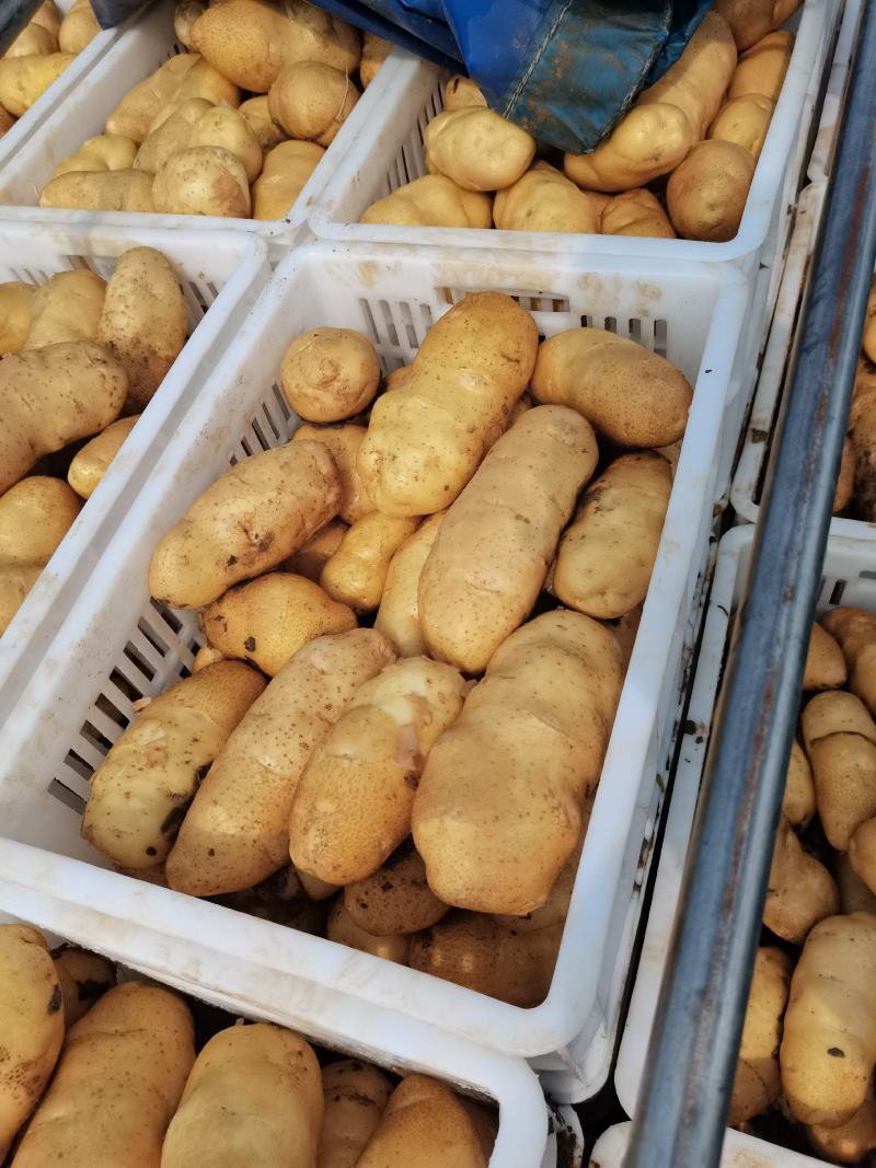 v7土豆产地直发河北土豆合作社货源稳定价格优