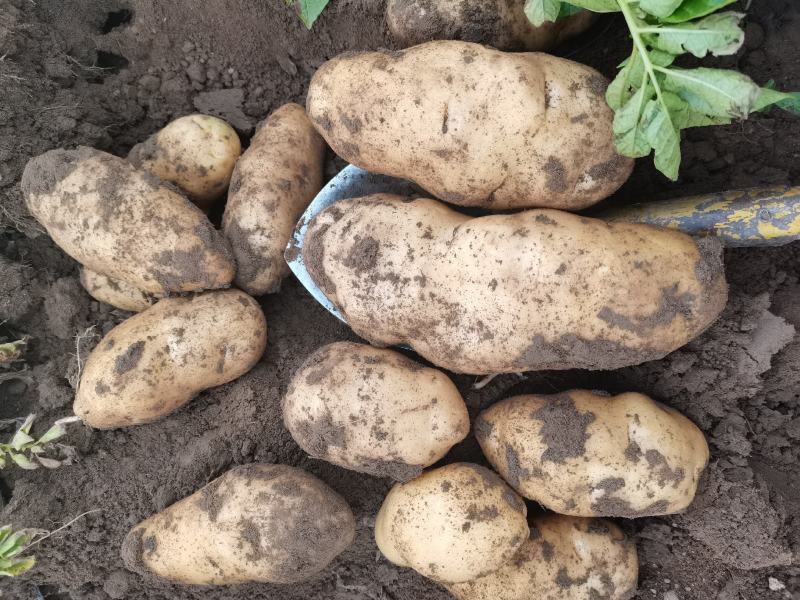v7土豆产地直发河北土豆合作社货源稳定价格优