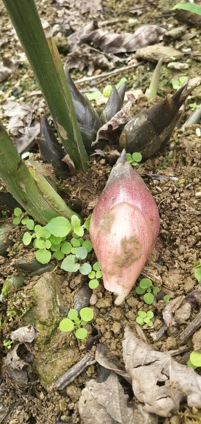 阳荷