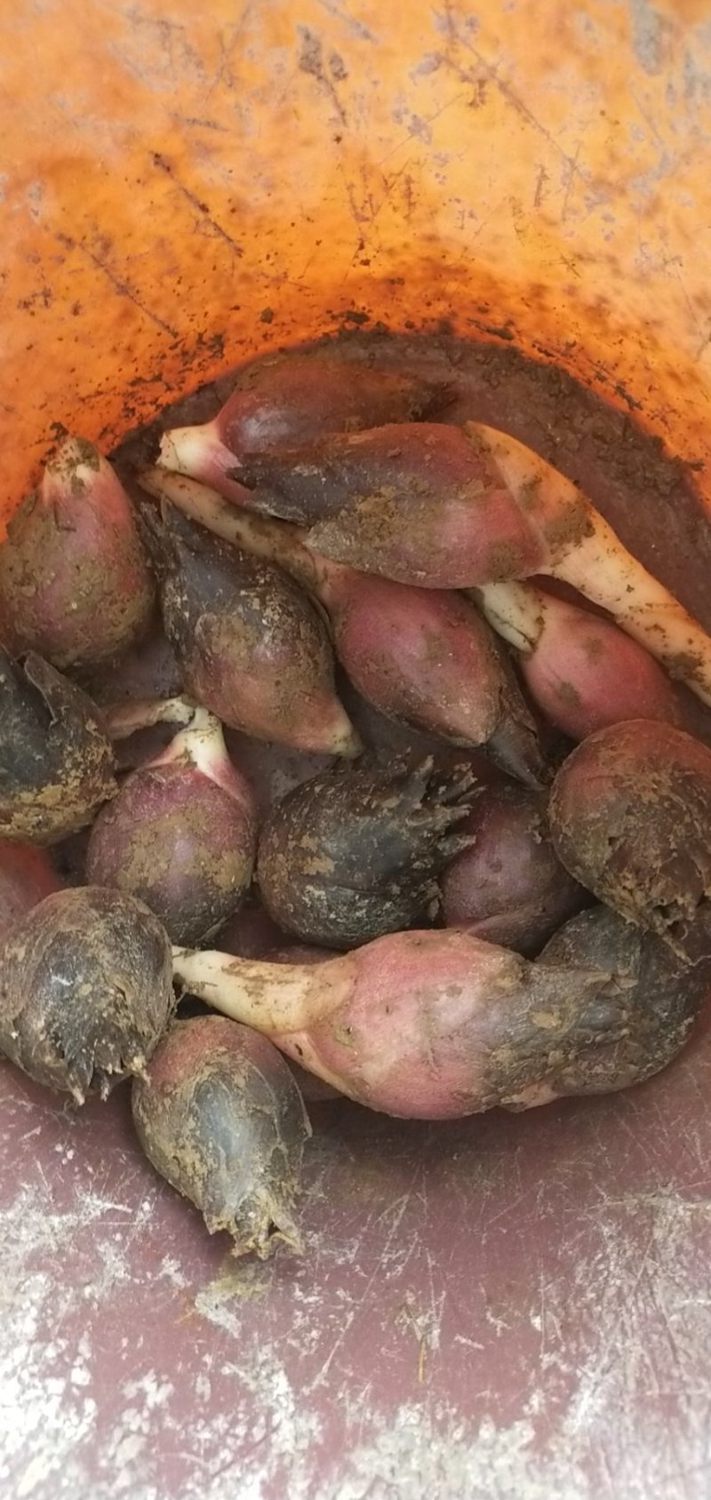 阳荷