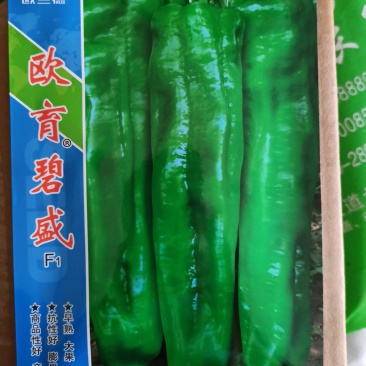 欧兰德欧育碧盛牛角椒早熟大果抗性好