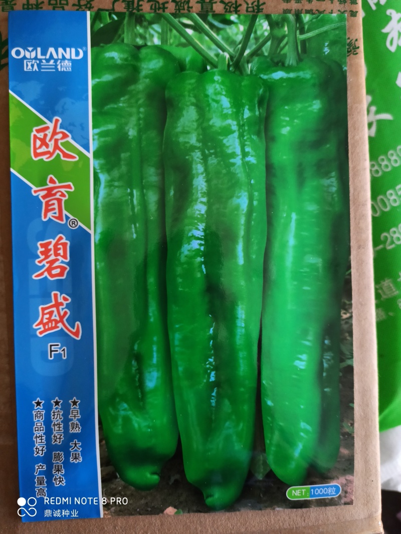 欧兰德欧育碧盛牛角椒早熟大果抗性好