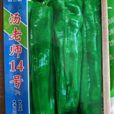 欧兰德汤老师14号辣椒薄皮牛角椒大果