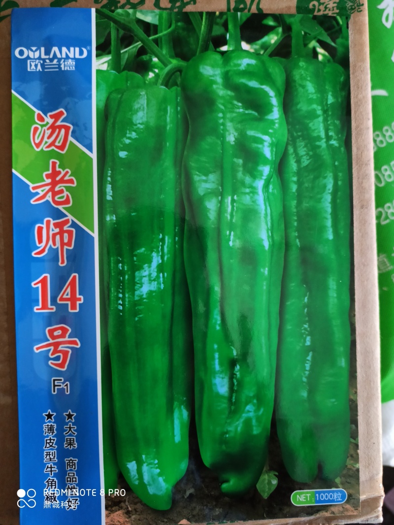 欧兰德汤老师14号辣椒薄皮牛角椒大果