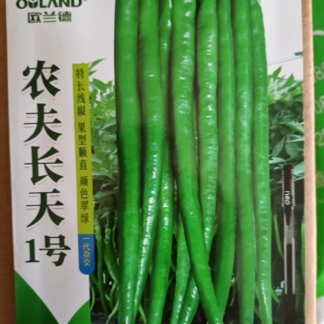 欧兰德农夫长天1号线椒特长线椒顺直翠绿