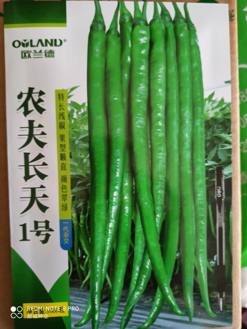欧兰德农夫长天1号线椒特长线椒顺直翠绿
