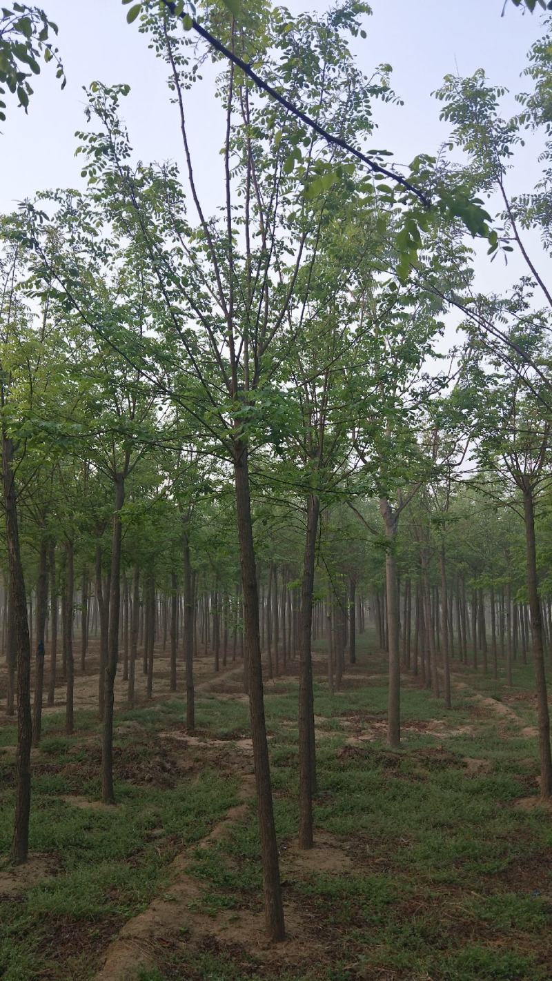 6公分刺槐8公分刺槐10公价格多少钱，绿曦苗圃自产自销，