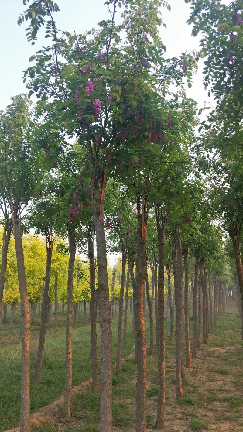 6-15公分香花槐出售绿曦苗圃香花槐基地