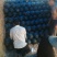 【精品]黑无籽洞庭一号西瓜，无籽西瓜，无籽花皮瓜