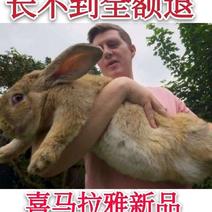 2019新品巨兔喜马拉雅巨兔活体兔子大型肉兔子养50斤包