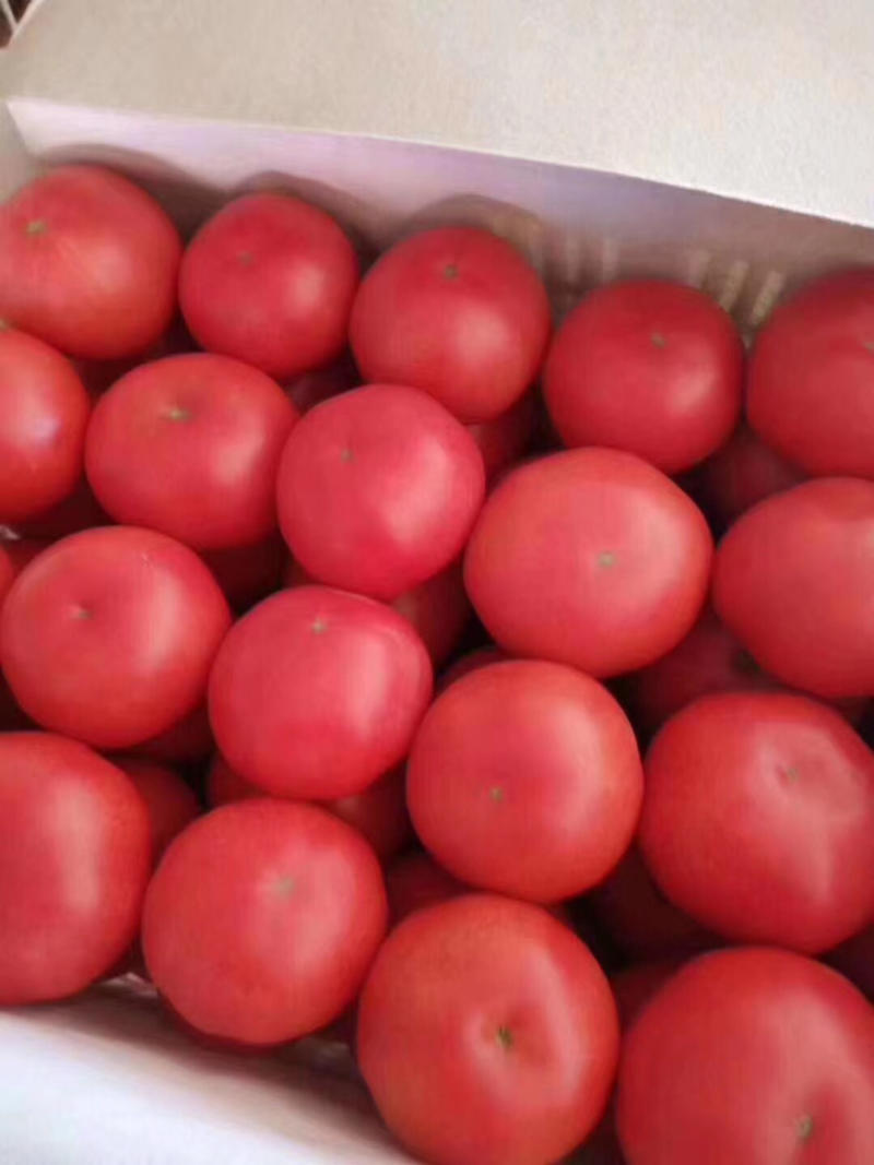 河北永年硬粉西红柿大量上市价格美丽量大从优