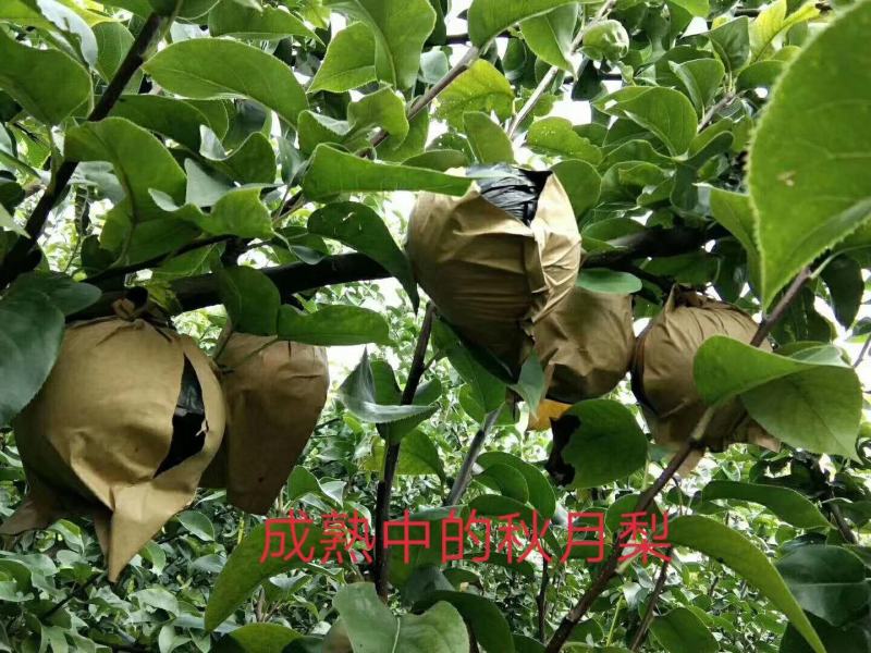 秋月梨纸加膜六两起步上不封顶。自家果园种值的梨子。