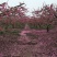 秋月梨纸加膜六两起步上不封顶。自家果园种值的梨子。