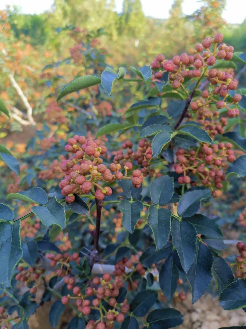 大红袍鲜花椒