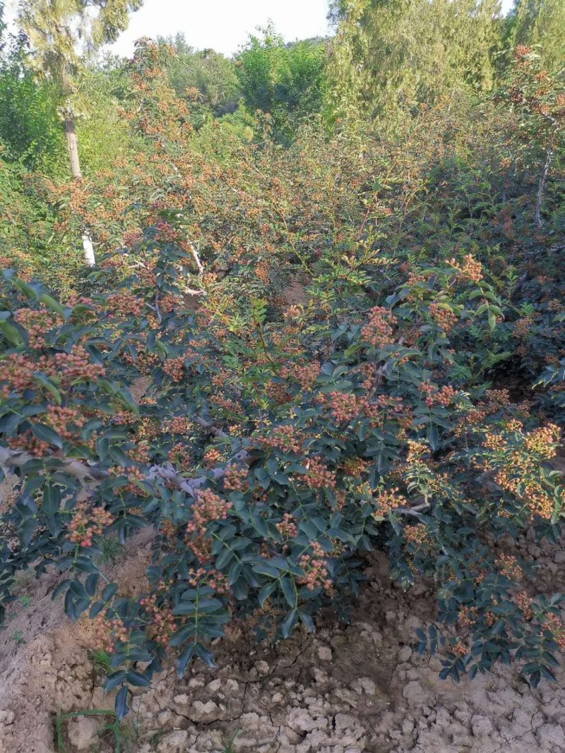 大红袍鲜花椒