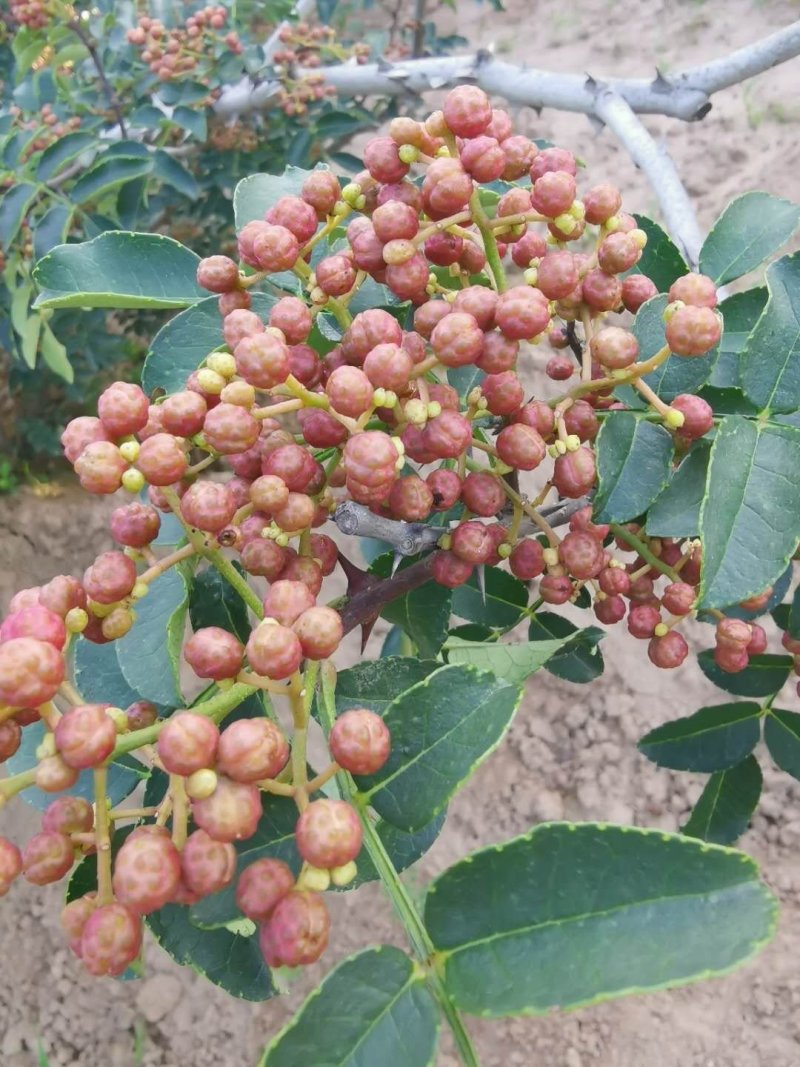 大红袍鲜花椒