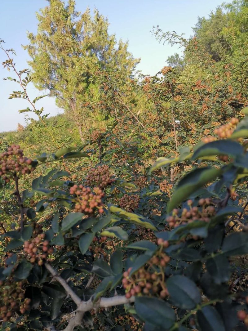 大红袍鲜花椒