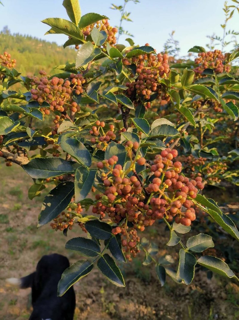 大红袍鲜花椒