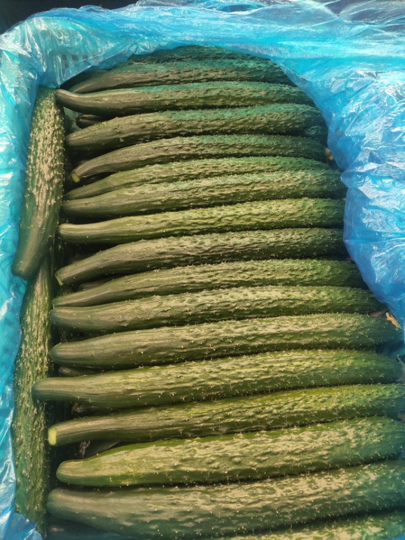 德瑞特【诚信代办】聊城莘县精品万亩密刺黄瓜大量上市中