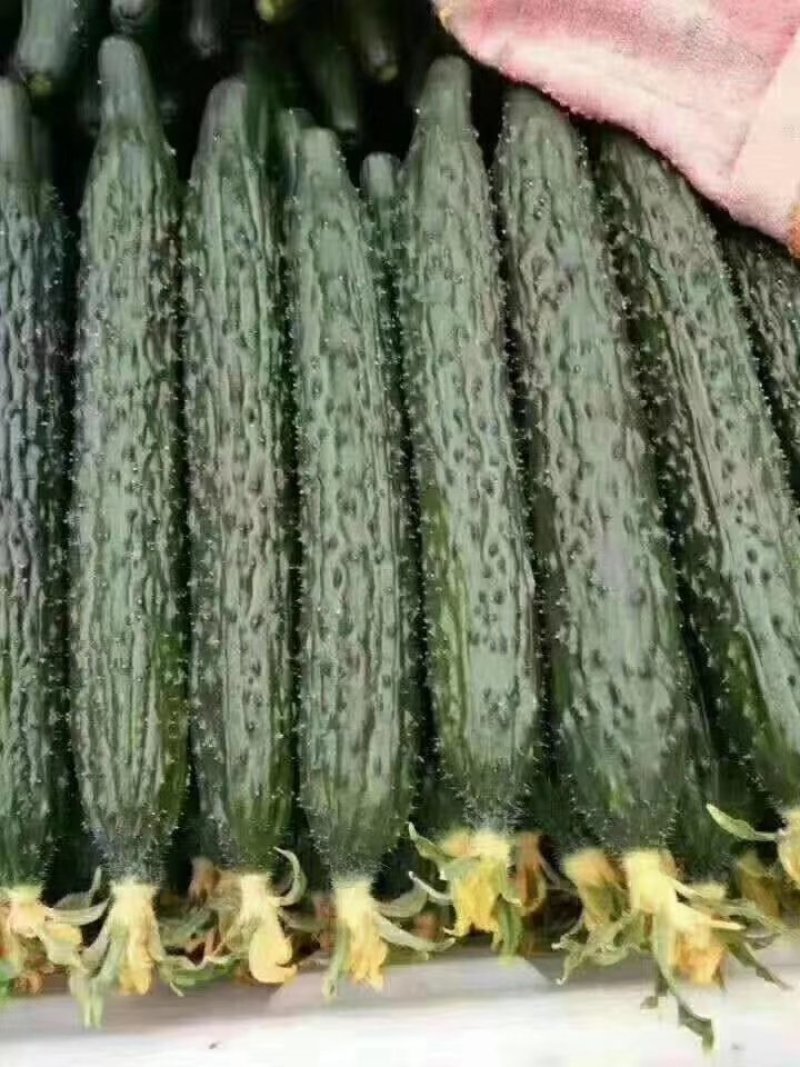 中农106黄瓜鲜花带刺22~25公分