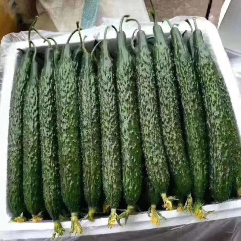 中农106黄瓜鲜花带刺22~25公分