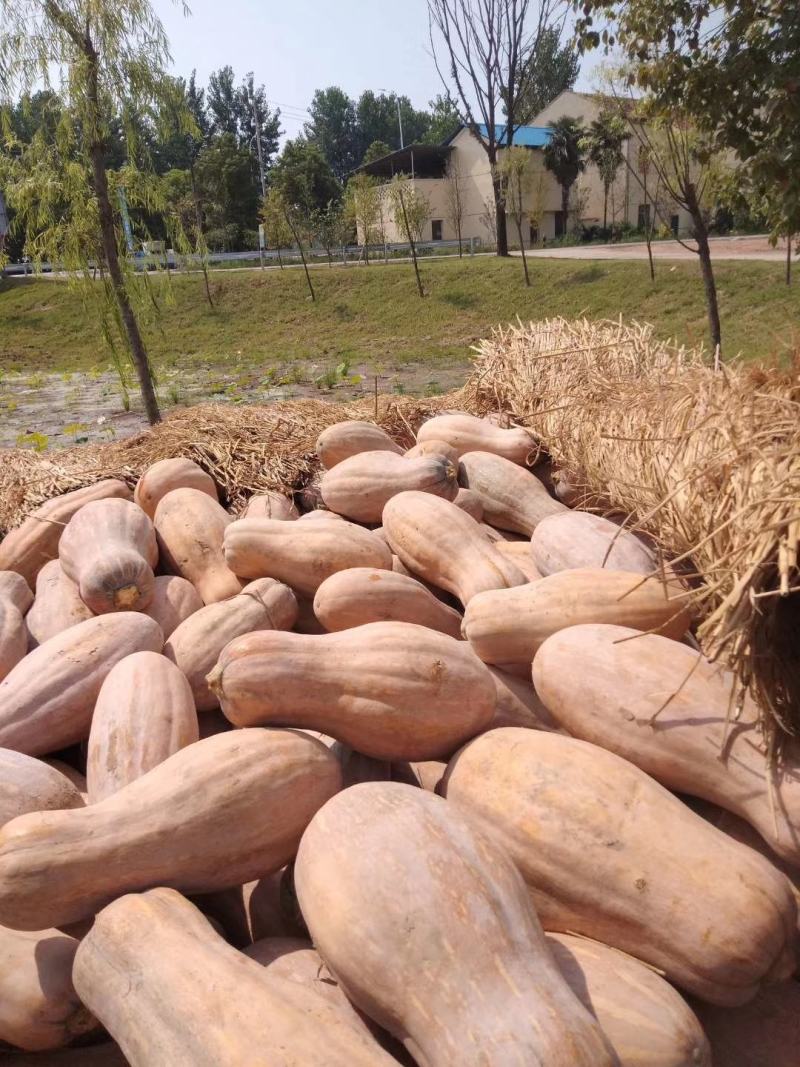 潘家湾南瓜基地、精品金韩蜜本南瓜`现货供应、一手货源