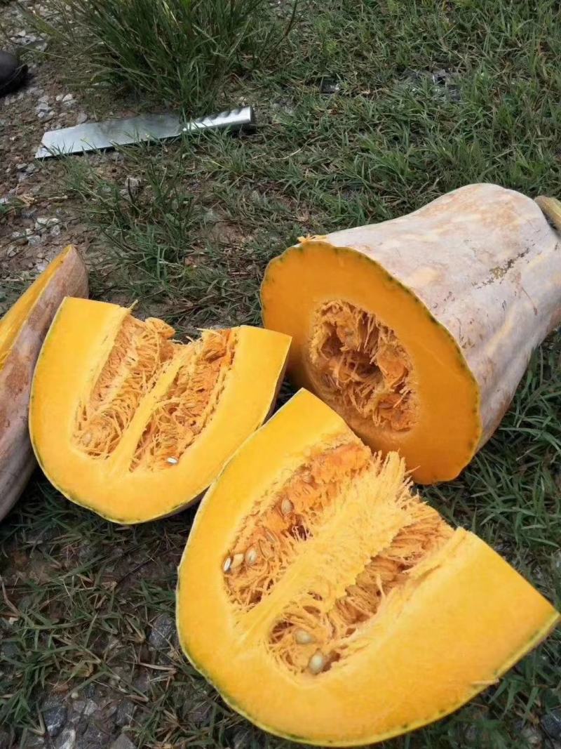 潘家湾南瓜基地、精品金韩蜜本南瓜`现货供应、一手货源