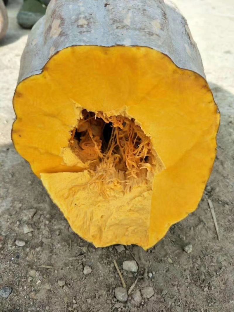 潘家湾南瓜基地、精品金韩蜜本南瓜`现货供应、一手货源