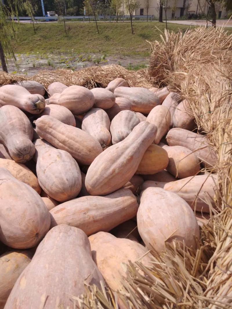 潘家湾南瓜基地、精品金韩蜜本南瓜`现货供应、一手货源