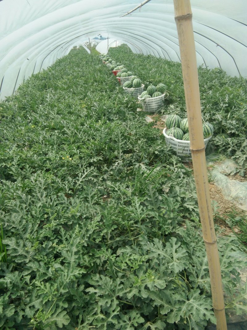 8424精品直生苗美都，口口脆现摘现采，包熟包甜