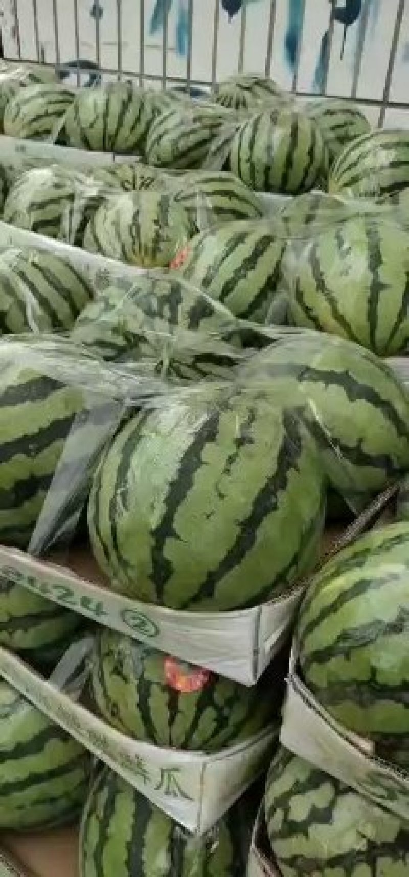 🔥🔥🔥万亩美都西瓜，产地直销，全国供货中
