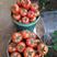 大红西红柿苗子，石头果番茄苗子，粉果番茄苗，柿子苗直根苗