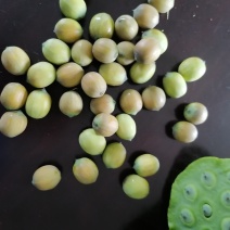 茶莲子。水果莲。联红荷花基地