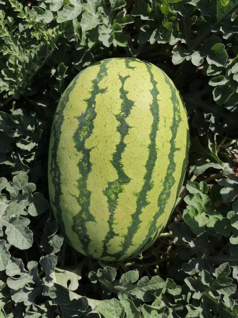 西瓜