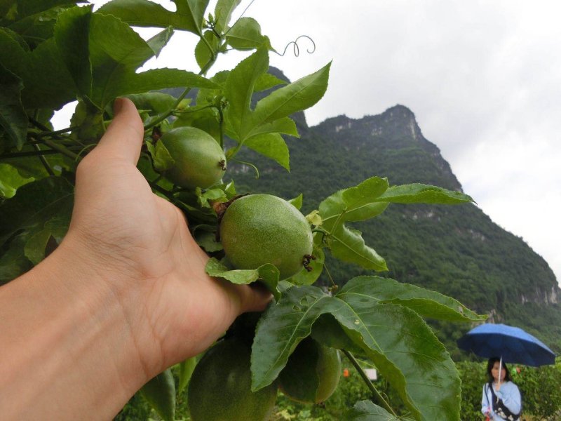 紫香百香果