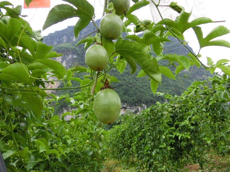 紫香百香果