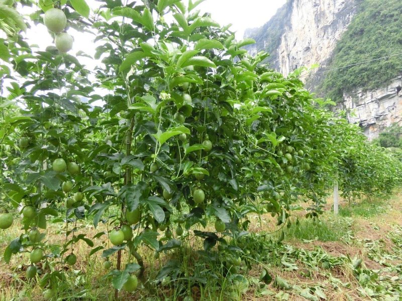 紫香百香果