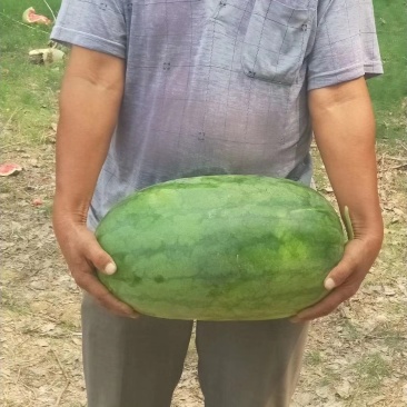 沙地蜜冠龙，原苗瓜口感特甜，大红瓤，保证质量。