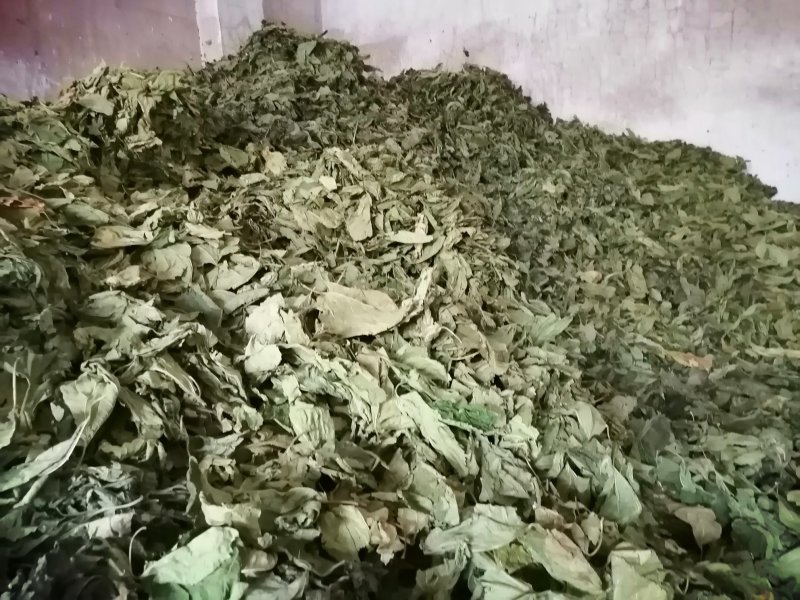 广东英德产地直销青桑叶，优质青桑叶，欢迎选购