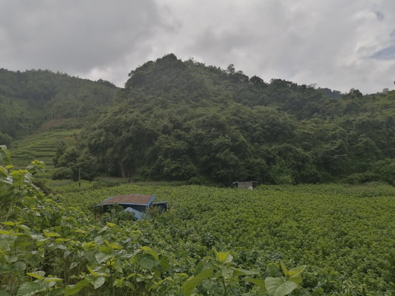 广东英德产地直销青桑叶，优质青桑叶，欢迎选购