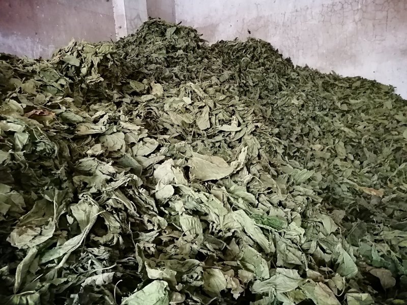广东英德产地直销青桑叶，优质青桑叶，欢迎选购