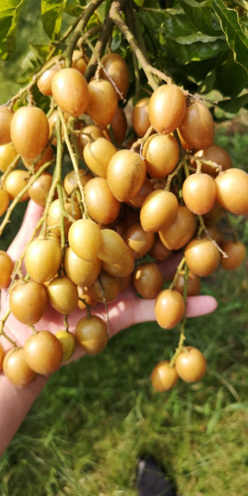 黄皮果
