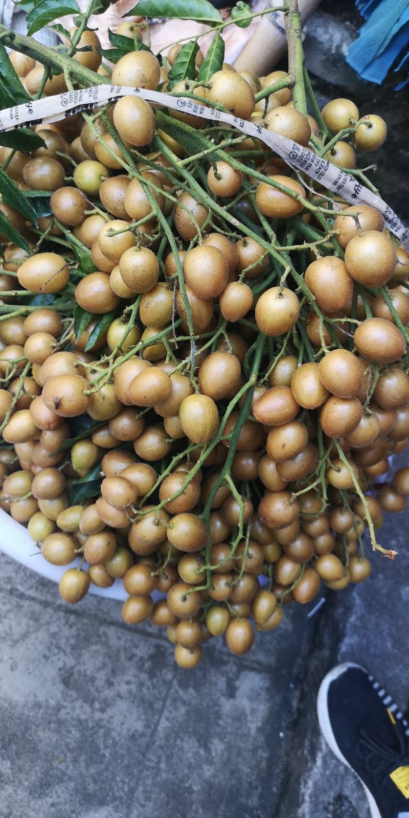 黄皮果