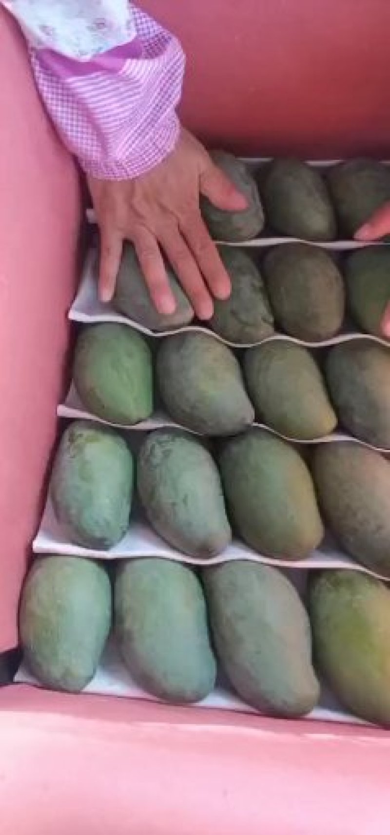 云南元江，马蹄苏芒果大量现货供应中