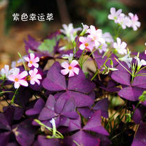 醡浆草种球紫色紫叶醡浆草种子三叶幸运草紫蝴蝶种子