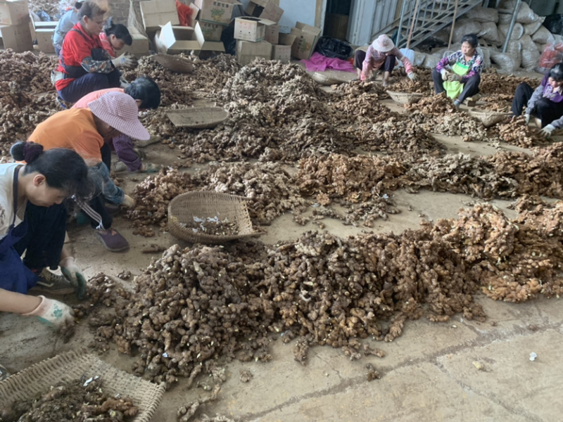 本地沙姜海南沙姜基地直发长年供应支持一件代发