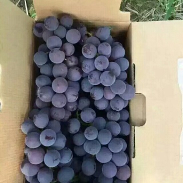 巨峰葡萄