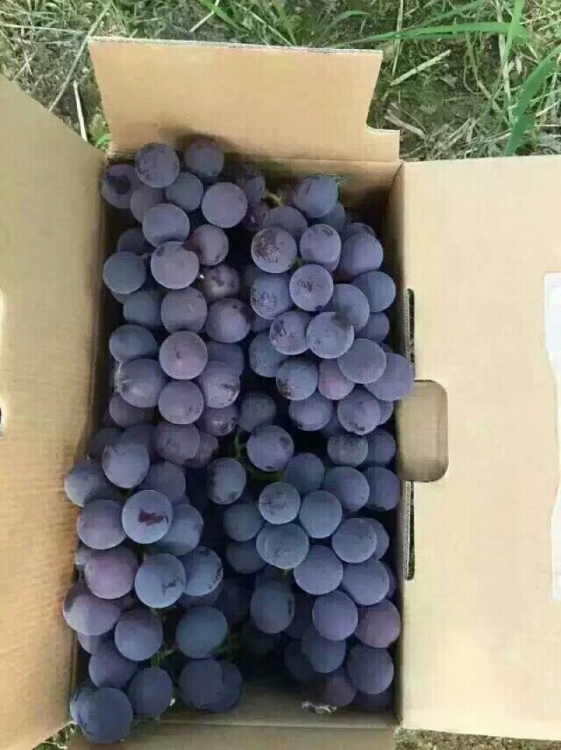 巨峰葡萄