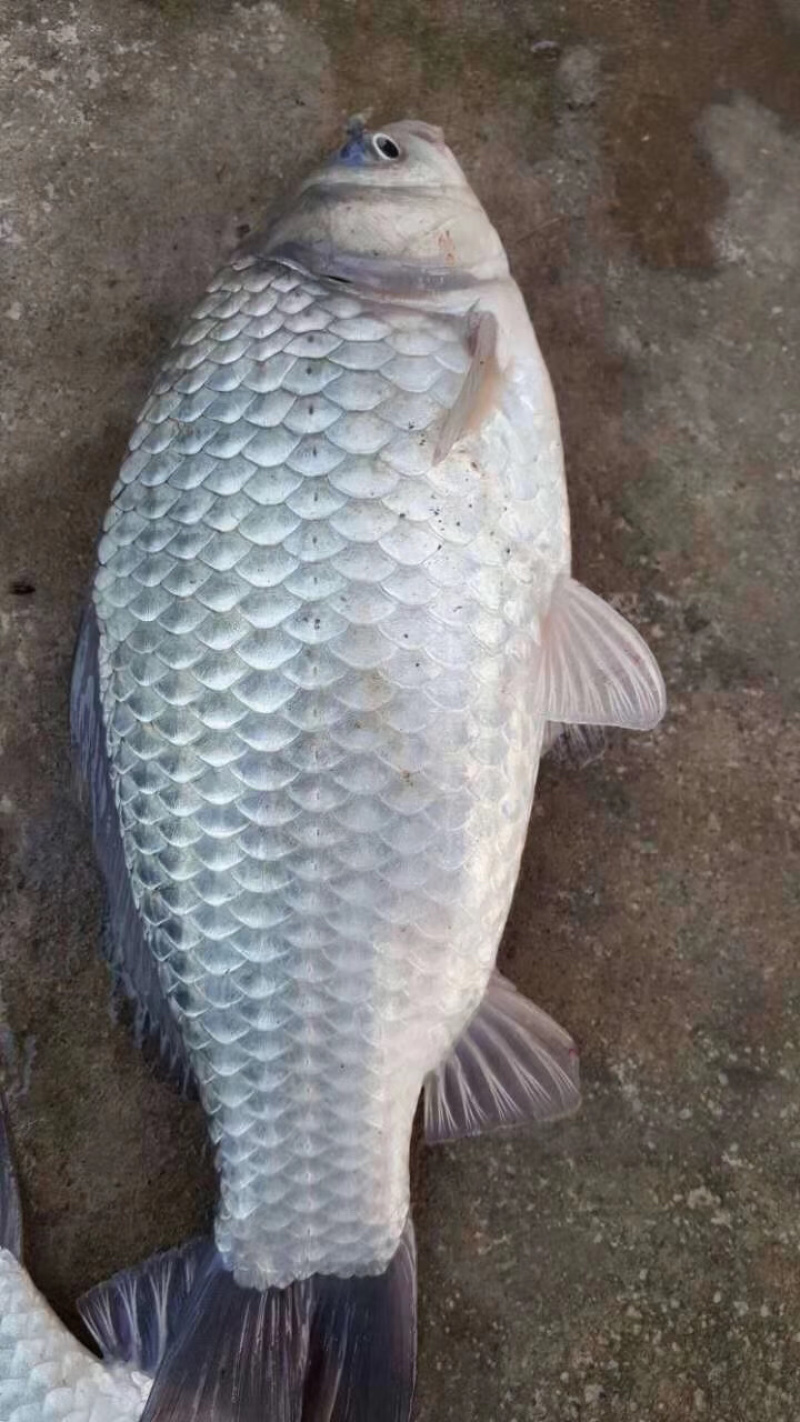 鲫鱼苗
