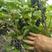 黑加仑醋栗小浆果黑加仑苗种植简单见效快好管理好活